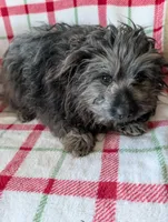 Roger, a male Maltipom for sale in Shipshewana, IN – Photo 7 of 10