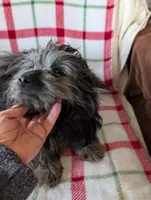 Roger, a male Maltipom for sale in Shipshewana, IN – Photo 6 of 10