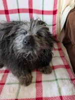 Roger, a male Maltipom for sale in Shipshewana, IN – Photo 5 of 10