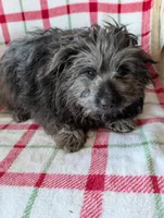 Roger, a male Maltipom for sale in Shipshewana, IN – Photo 9 of 10