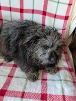 Roger, a male Maltipom for sale in Shipshewana, IN – Photo 8 of 10