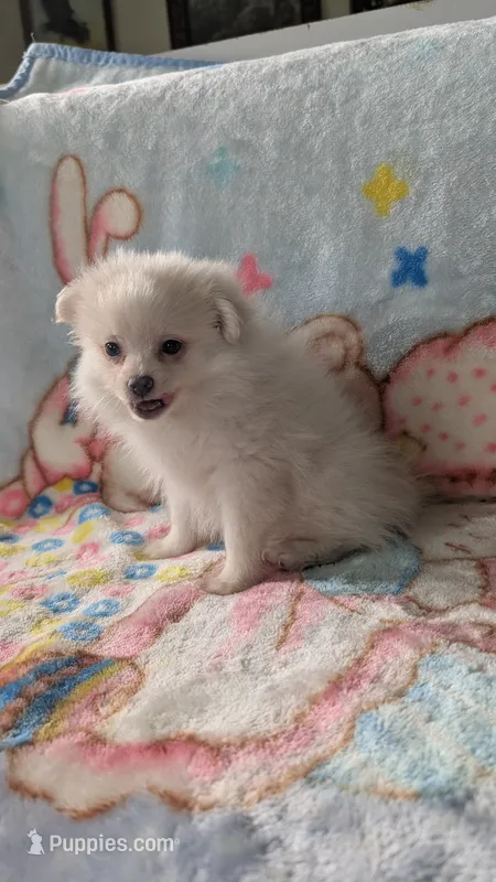 Benji – Pomeranian puppy for sale in Shipshewana, IN