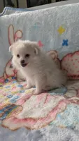 Benji, a male Pomeranian for sale in Shipshewana, IN – 2 of 10