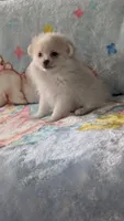 Benji, a male Pomeranian for sale in Shipshewana, IN – 9 of 10