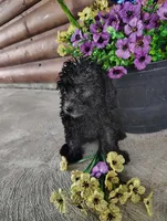 Petunias , a female Poodle - Toy  for sale in Shipshewana, IN – 7 of 9