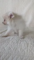 Creamer, a female Pomeranian for sale in Shipshewana, IN – 7 of 10