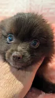 Gus, a male Pomeranian for sale in Shipshewana, IN – 10 of 10