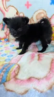 Dinah, a female Pomeranian for sale in Shipshewana, IN – 7 of 10