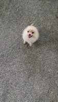 Tracy, a female Pomeranian for sale in Shipshewana, IN – 10 of 10