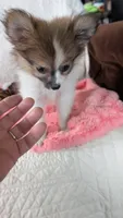 Buttercup , a female Pomeranian for sale in Shipshewana, IN – 5 of 8