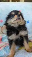 Royal , a male Pomeranian for sale in Shipshewana, IN – 10 of 10