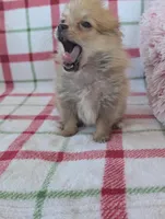 Tyson , a male Pomeranian for sale in Shipshewana, IN – Photo 5 of 10