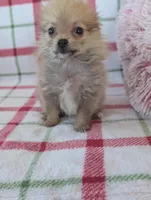 Tyson , a male Pomeranian for sale in Shipshewana, IN – Photo 9 of 10