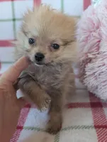 Tyson , a male Pomeranian for sale in Shipshewana, IN – Photo 2 of 10