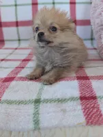 Tyson , a male Pomeranian for sale in Shipshewana, IN – Photo 3 of 10