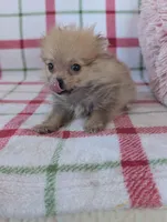 Tyson , a male Pomeranian for sale in Shipshewana, IN – Photo 10 of 10