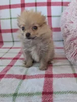 Tyson , a male Pomeranian for sale in Shipshewana, IN – Photo 6 of 10