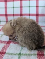 Tyson , a male Pomeranian for sale in Shipshewana, IN – Photo 8 of 10