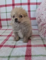 Tyson , a male Pomeranian for sale in Shipshewana, IN – Photo 1 of 10