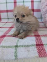 Tyson , a male Pomeranian for sale in Shipshewana, IN – Photo 4 of 10