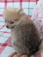 Tyson , a male Pomeranian for sale in Shipshewana, IN – Photo 7 of 10