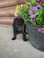Petunias , a female Poodle - Toy  for sale in Shipshewana, IN – 9 of 9