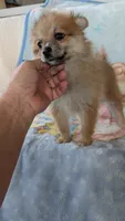 Pippi, a female Pomeranian for sale in Shipshewana, IN – 5 of 10