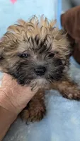 Luke , a male Pomapoo for sale in Shipshewana, IN – 10 of 10