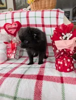 Dantie, a female Pomeranian for sale in Shipshewana, IN – Photo 7 of 9