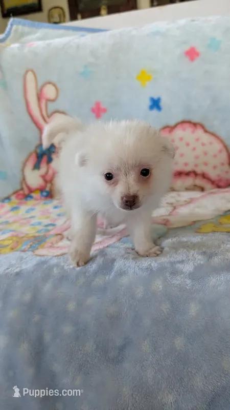 Cloe – Pomeranian puppy for sale in Shipshewana, IN