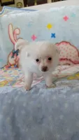 Cloe, a female Pomeranian for sale in Shipshewana, IN – 1 of 10