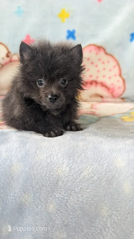 Barry  – Pomeranian puppy for sale in Shipshewana, IN
