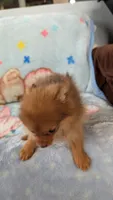 Luna , a female Pomeranian for sale in Shipshewana, IN – 4 of 10