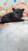 Cinder, a male Pomeranian for sale in Shipshewana, IN – 8 of 10