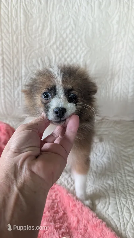 Happy  – Pomeranian puppy for sale in Shipshewana, IN