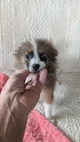 Happy , a female Pomeranian for sale in Shipshewana, IN – 3 of 10