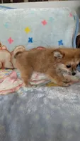 Pippi, a female Pomeranian for sale in Shipshewana, IN – 9 of 10