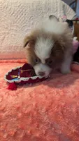May, a male Pomeranian for sale in Shipshewana, IN – 9 of 10