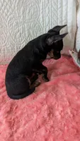 Roxy , a female Yorkshire Terrier for sale in Shipshewana, IN – 10 of 10