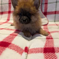 Dane, a male Pomeranian for sale in Shipshewana, IN – Photo 3 of 10