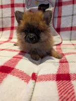 Dane, a male Pomeranian for sale in Shipshewana, IN – Photo 3 of 10