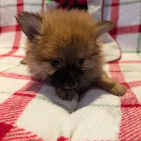 Dane, a male Pomeranian for sale in Shipshewana, IN – Photo 10 of 10