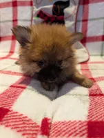 Dane, a male Pomeranian for sale in Shipshewana, IN – Photo 10 of 10