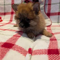 Dane, a male Pomeranian for sale in Shipshewana, IN – Photo 5 of 10