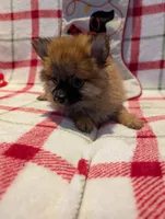 Dane, a male Pomeranian for sale in Shipshewana, IN – Photo 5 of 10