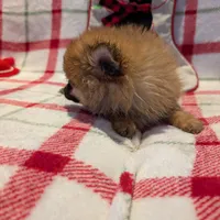 Dane, a male Pomeranian for sale in Shipshewana, IN – Photo 6 of 10