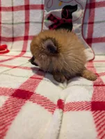 Dane, a male Pomeranian for sale in Shipshewana, IN – Photo 6 of 10