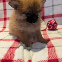 Dane, a male Pomeranian for sale in Shipshewana, IN – Photo 2 of 10