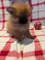 Dane, a male Pomeranian for sale in Shipshewana, IN – Photo 2 of 10