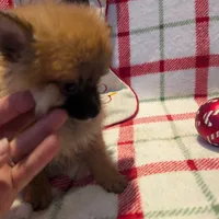 Dane, a male Pomeranian for sale in Shipshewana, IN – Photo 4 of 10